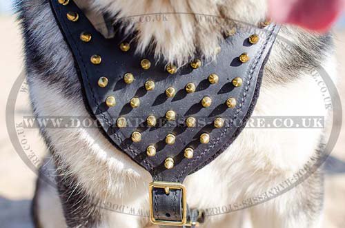 Leather Dog Harness with Brass Spikes for Alaskan Malamute