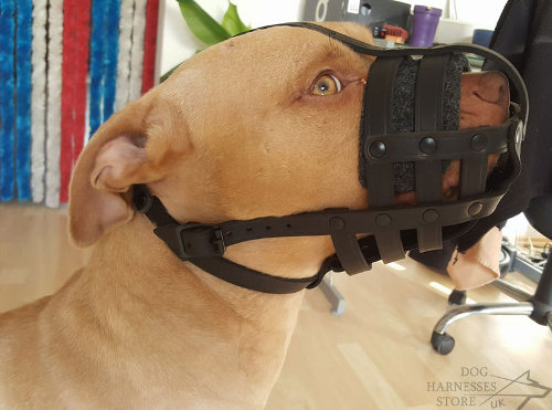 Leather Dog Muzzle for Pitbull, Perfect for Everyday Use