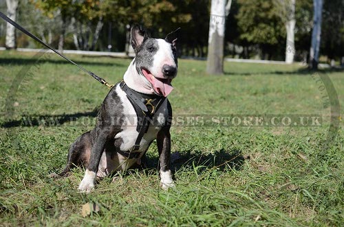 Leather Chest Harness for Bull Terrier, Functional, Soft Padded