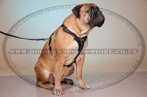 Bullmastiff Walking Harness for Tracking UK