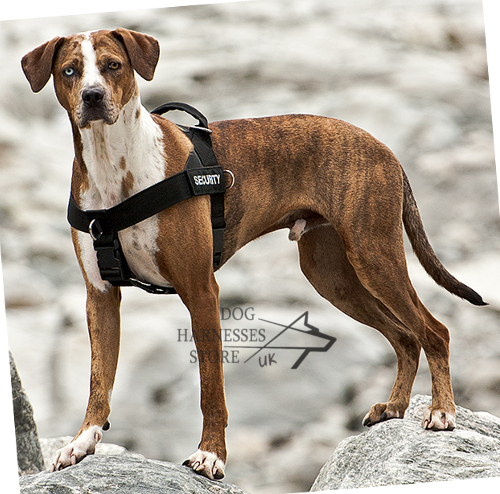 Dog Harness UK, Louisiana Catahoula Leopard Dog!