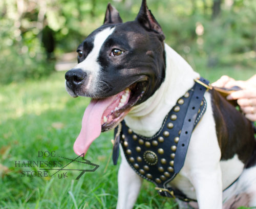 Luxury Dog Harness for Staffy Walks in Style, Leather & Studs