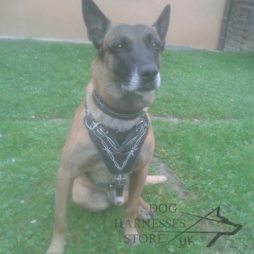 Malinois Harness with Barbed Wire Painting on