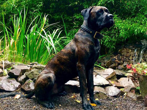 Mastiff Collar of Two-Ply Wide Leather for American Bandogge