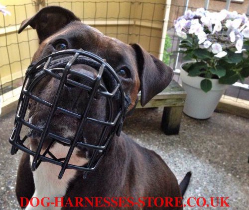 Amstaff Wire Muzzle, American Staffordshire Training Product