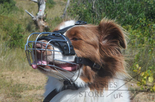 Muzzle for Australian Shepherd of Wire with Perfect Ventilation
