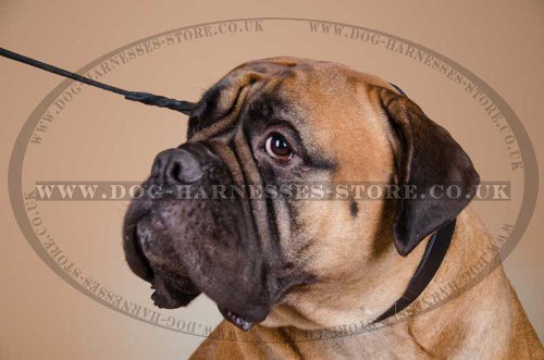Bullmastiff ID Name Tag Leather Collar, UK