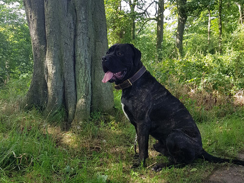 Neapolitan Mastiff Collar of Nappa Padded Leather for Strong Dog