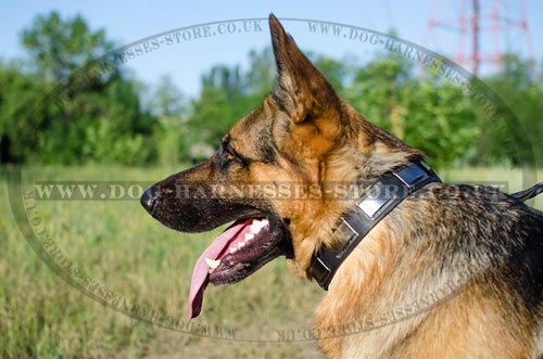 NEW Leather Dog Collars for GSD with Nickel Plated Design