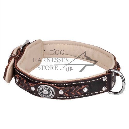 Head-spinning Padded Royal Dog Collar