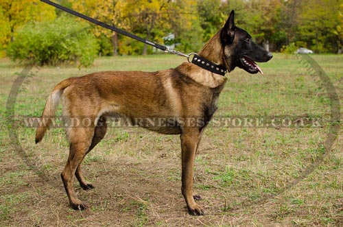 NEW Stylish Nylon Dog Collar for Malinois, with Steel Pyramids