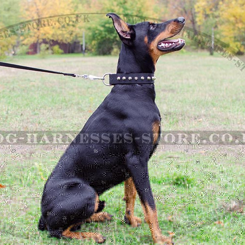 Nylon Dog Collar with Row of Shiny Nickel-Plated Pyramids