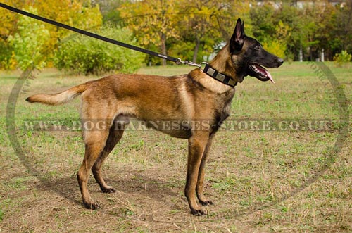 Strong Nylon Dog Collar with Plates for Belgian Malinois