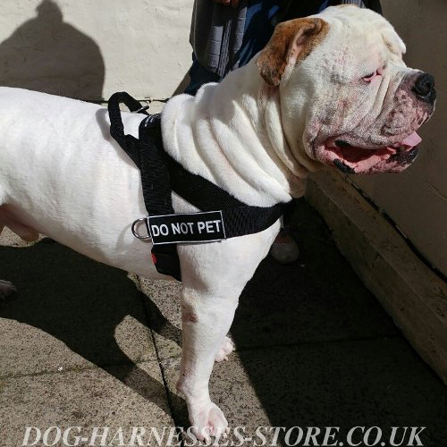 Sport Dog Harness for Ambull with ID Patches - Click Image to Close