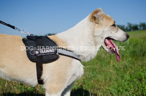 Reflective Dog Harness of Nylon for Central Asian Shepherd
