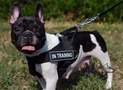 Bestseller! Nylon Dog Harness with Patches for French Bulldog - Click Image to Close