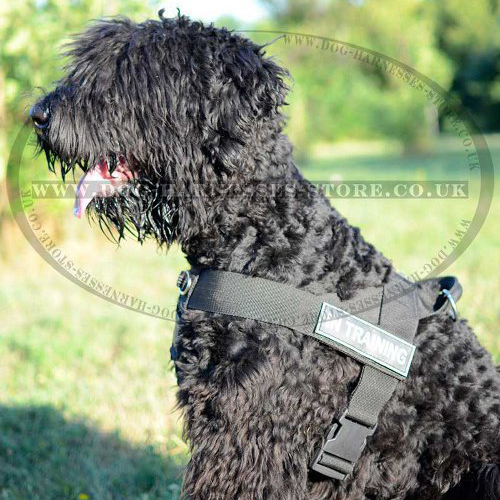 Nylon Dog Harness UK for Black Russian Terrier or Schnauzer! - Click Image to Close