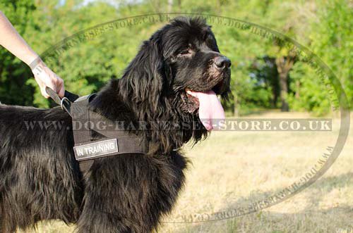 Bestseller! Dog Training Harness for Newfoundland's Work