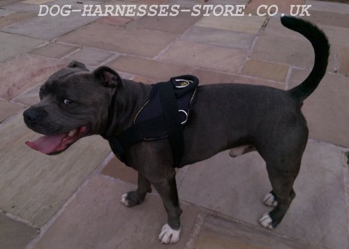 Staffordshire Bull Terrier Nylon Dog Harness with Padded Chest - Click Image to Close