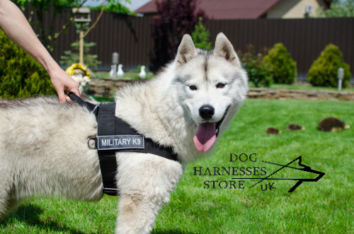 Bestseller! Nylon Dog Harness for Husky Training - Click Image to Close