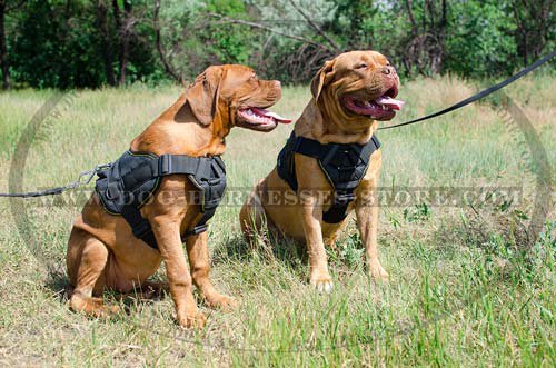 Nylon Dog Harness UK