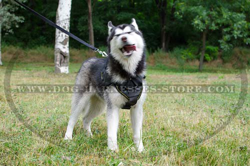 Dog Sport Harness UK for Husky, Universal ONE! - Click Image to Close