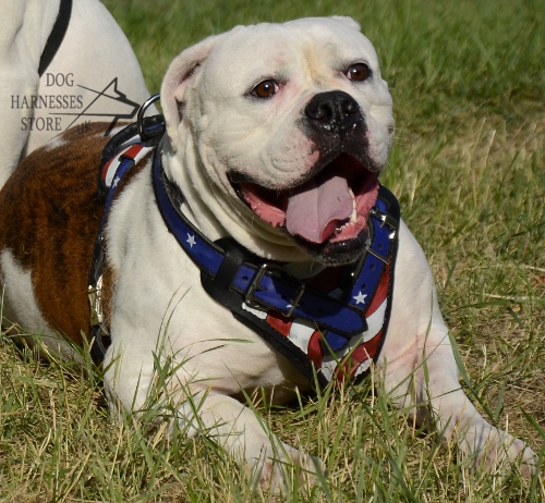 Padded Dog Harness of Natural Leather "American Flag"