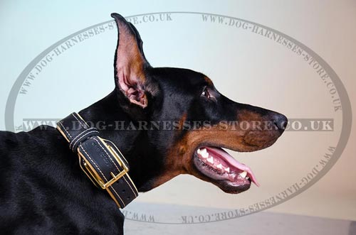 Padded Leather Dog Collar with Brass Hardware and Stitching