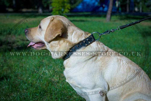 Padded Leather Dog Collar with Brass Barbs for Labradors