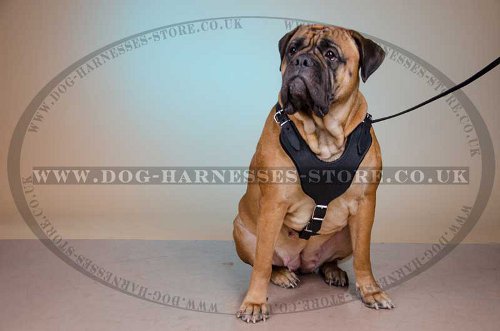 Bullmastiff Padded Leather Harness UK