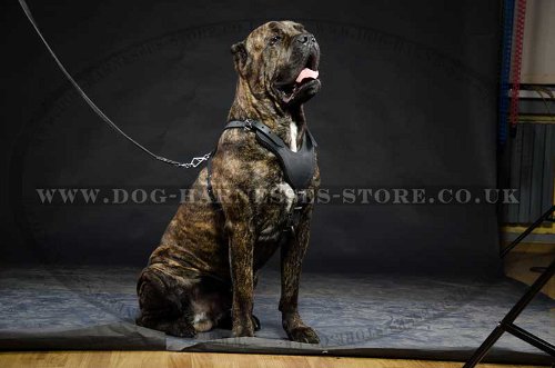 Cane Corso Padded Harness of Genuine Leather