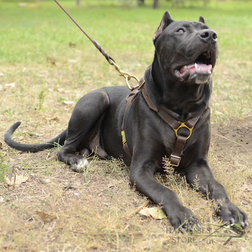 Pitbull Harness of Two-Ply Leather for Tracking, Walks, Training