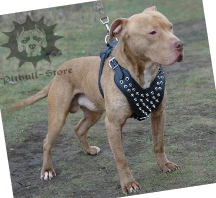 Pitbull Harness of Leather with Spikes UK for Perfectionists!