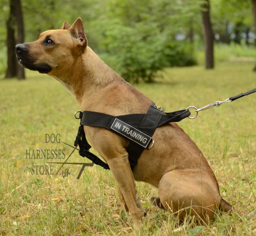 Pitbull Harness UK of Nylon for Easy Training and Walking - Click Image to Close