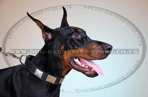 Plated Dog Collar with Nickel Hardware of Thick Leather Strap