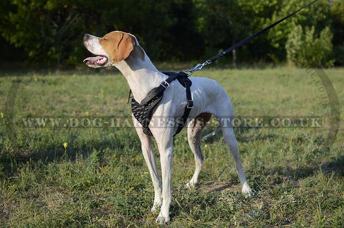 Pointer Dog Harness with Spiked Chest Plate, Genuine Leather