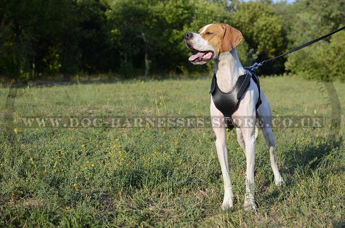 Pointer Harness of Classic Style, Genuine Leather, Padded Chest