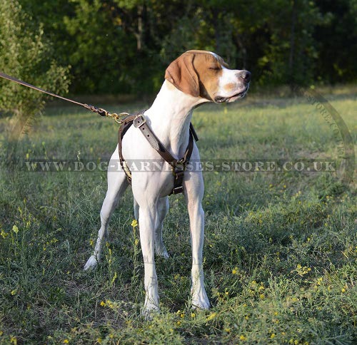 Bestseller! Pointer Harness of Double-Ply Leather for Tracking