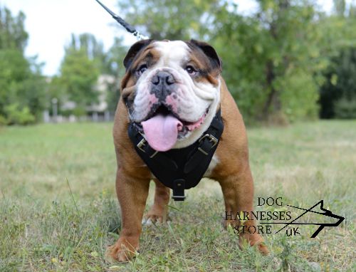 Protection Harness for English Bulldog, Leather and Padded!