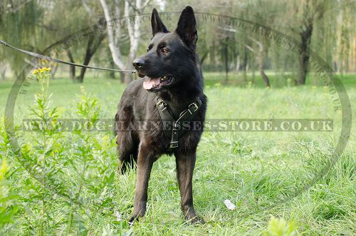 Protection Dog Harness for German Shepherd Training - Click Image to Close