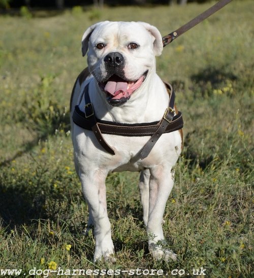 Pulling Harness for American Bulldog. Padded Leather Strap