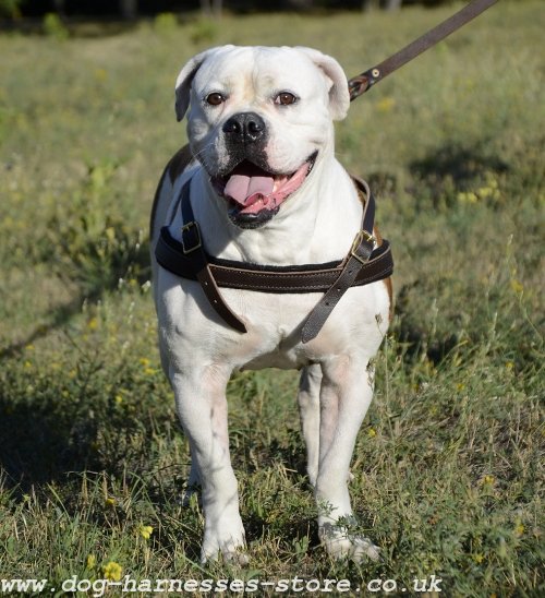 Pulling Harness for American Bulldog. Padded Leather Strap - Click Image to Close