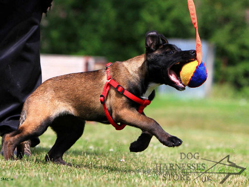 Puppy Bite Tug Extra Small with T-Shape Handle for Malinois