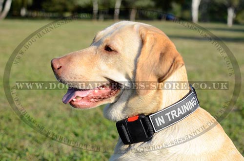 Quick Release Collar for Dogs with ID Patches on Velcro