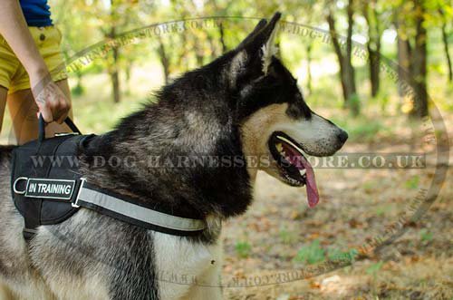Reflective Dog Harness for Alaskan Malamute, Nylon with Patches