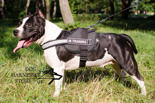 Reflective Dog Harness of Nylon for Staffy Training and Working - Click Image to Close