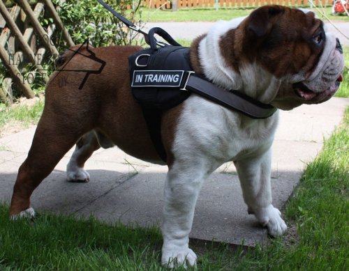 Nylon Dog Harness for Old English Bulldog, Reflective Model!