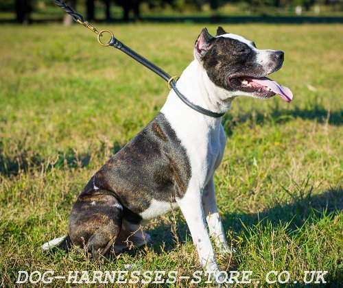 "Silent Trainer" Rolled Leather Choke Dog Collar for Pitbull