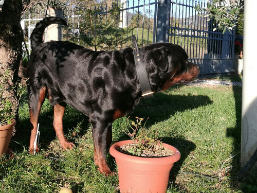 Bestseller! Rottweiler Collar of Two-Ply Leather with Handle