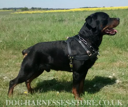Rottweiler Harness Leather for Pulling, Training, Walking, Sport